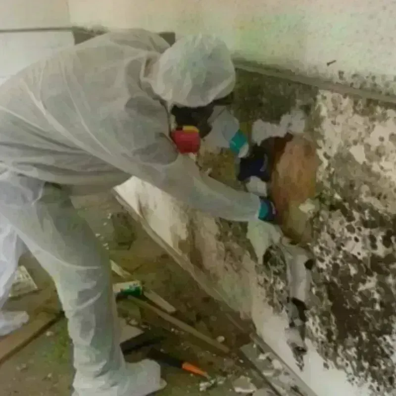 Mold Remediation and Removal in East Hanover, NJ